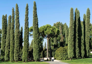 20 MEDITERRANEAN CYPRESS TREE Italian Pencil Pine Cedar Cupressus Sempervirens Stricta Seeds